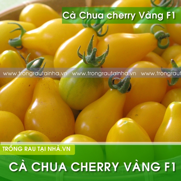 Cà Chua cherry vàng F1 50 hạt