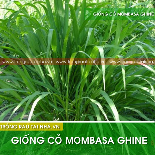 Hạt Giống Cỏ Mombasa Ghine, cỏ ghine , cỏ Ghinê (Cỏ chăn nuôi)