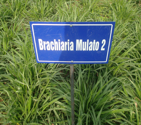 cỏ MULATO II , hạt giống hạt giống cỏ MULATO II , cỏ chăn nuôi, Hạt giống cỏ MULATO II (cỏ chăn nuôi), Hạt Giống, Giống Cỏ Chăn Nuôi