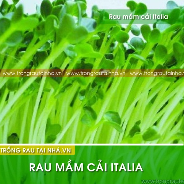 Hạt giống Rau mầm Cải Italia (củ cải trắng)