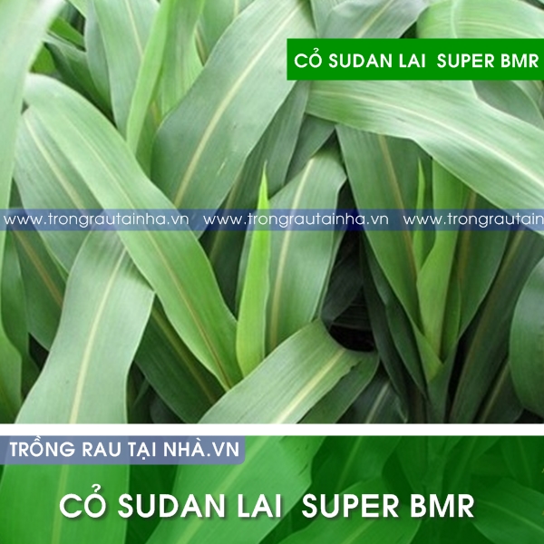 Hạt giống Cỏ Lai Sudan Super BMR (Cỏ cho chăn nuôi)