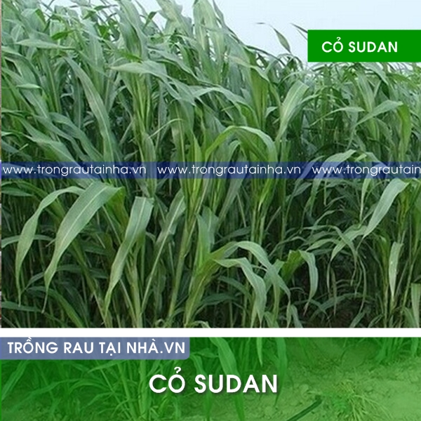 Hạt giống cỏ Sudan (Cỏ cho chăn nuôi)