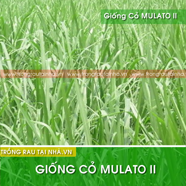Hạt giống cỏ MULATO II (cỏ chăn nuôi)